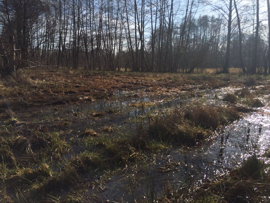 die matschige Frostwiese