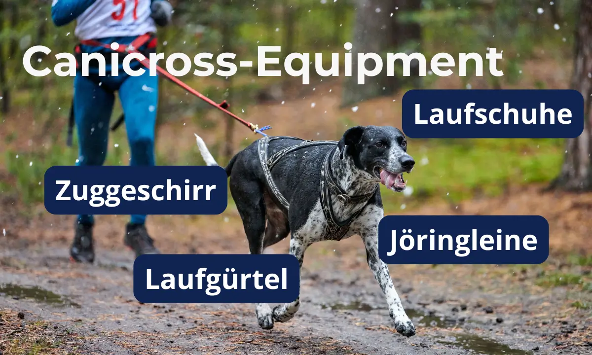 Diese Ausrüstung benötigst du für Canicross Canicross Equipiment Canva 1200