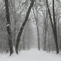 Ein verschneiter Wald