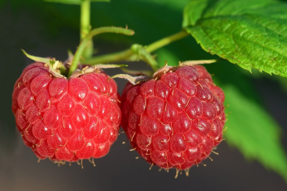 Himbeeren bitte erst nach dem Sport!