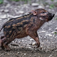 Großeinsatz: Läufer flüchtete vor Wildschweinen auf einen Baum!