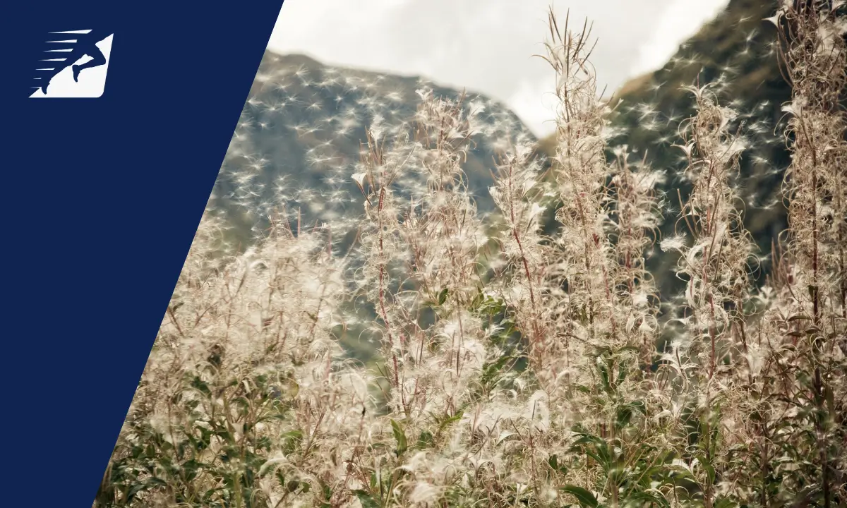 Pollen fliegen in der Natur