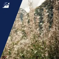 Pollen fliegen in der Natur