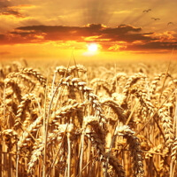 Wissenschaftler untersuchten den Wirken glutenfreier Ernährung