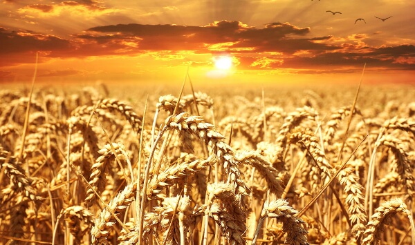 Wissenschaftler untersuchten den Wirken glutenfreier Ernährung