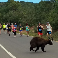 Bär sorgt bei Laufevent für Schock