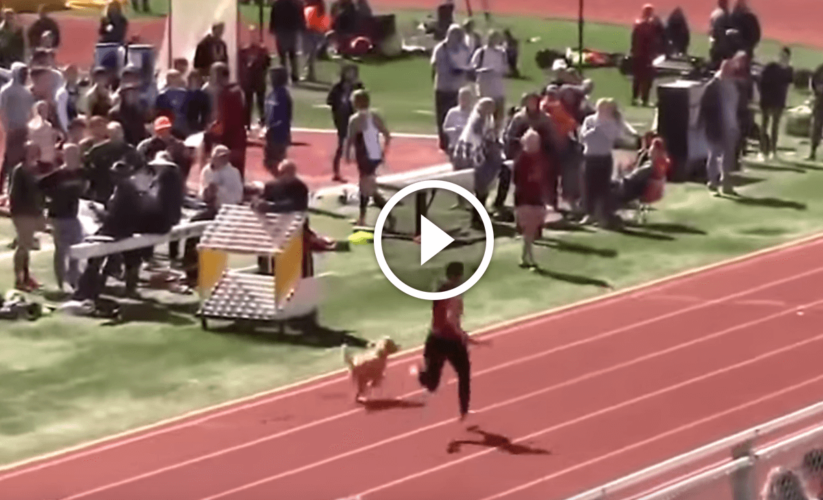 Hund läuft Leichtathletik