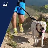 Canicross - ein Mann beim Laufen auf Trails mit seinem Hund.