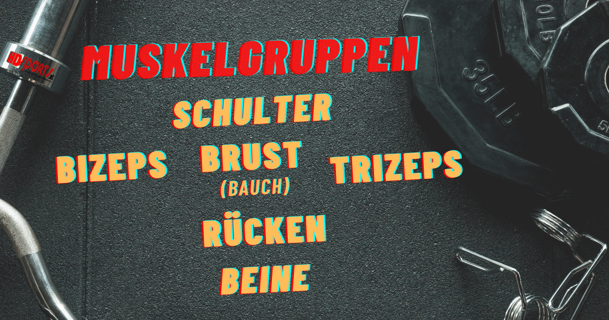 Krafttraining Muskelgruppen