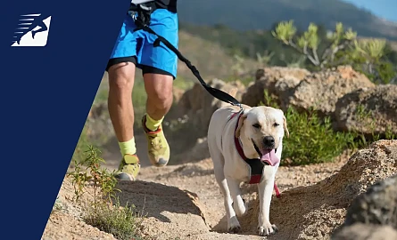 Canicross - ein Mann beim Laufen auf Trails mit seinem Hund.