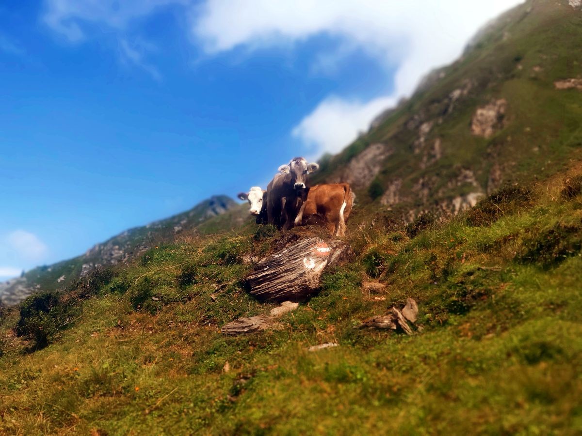 Wandern in den Tuxer Alpen