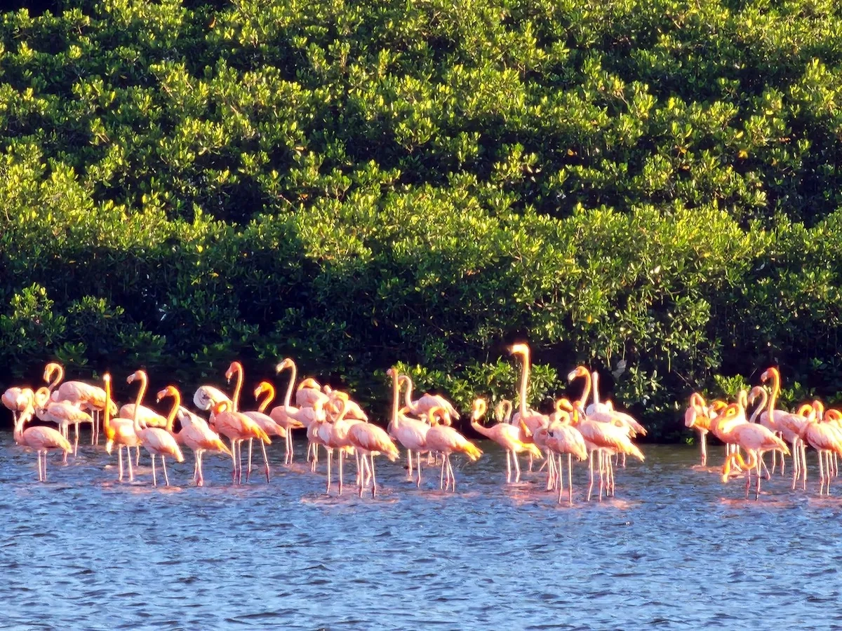 Trinidad and Tobago Flamingos