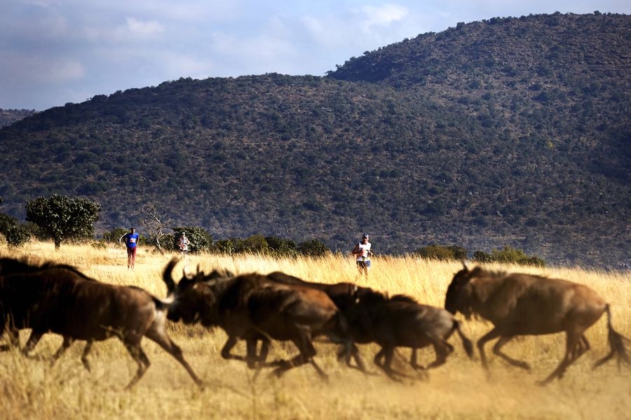 Nichts für schwache Nerven: Der Big Five Marathon. Foto: Veranstalter