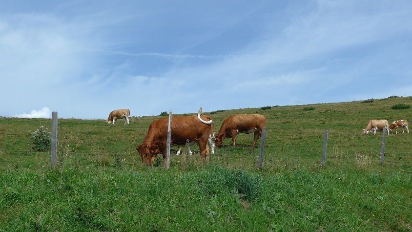 Sommeralm Bergmarathon 85 1596727803