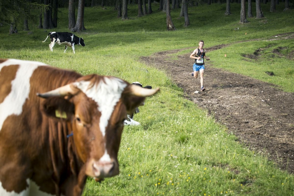 Laufen vorbei an Kühen beim Lavaredo Ultra Trail