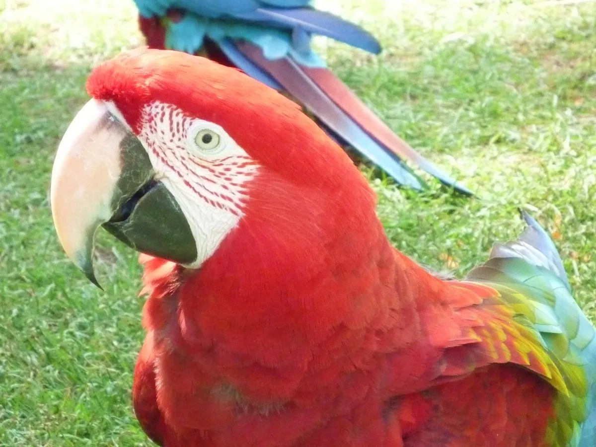 Papagei im Wildlife Resort