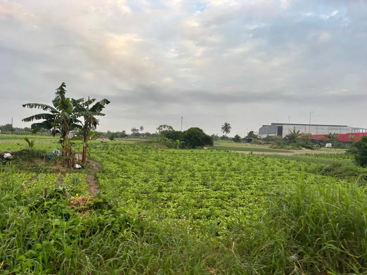 Abidjan Marathon: Felder an der Laufstrecke