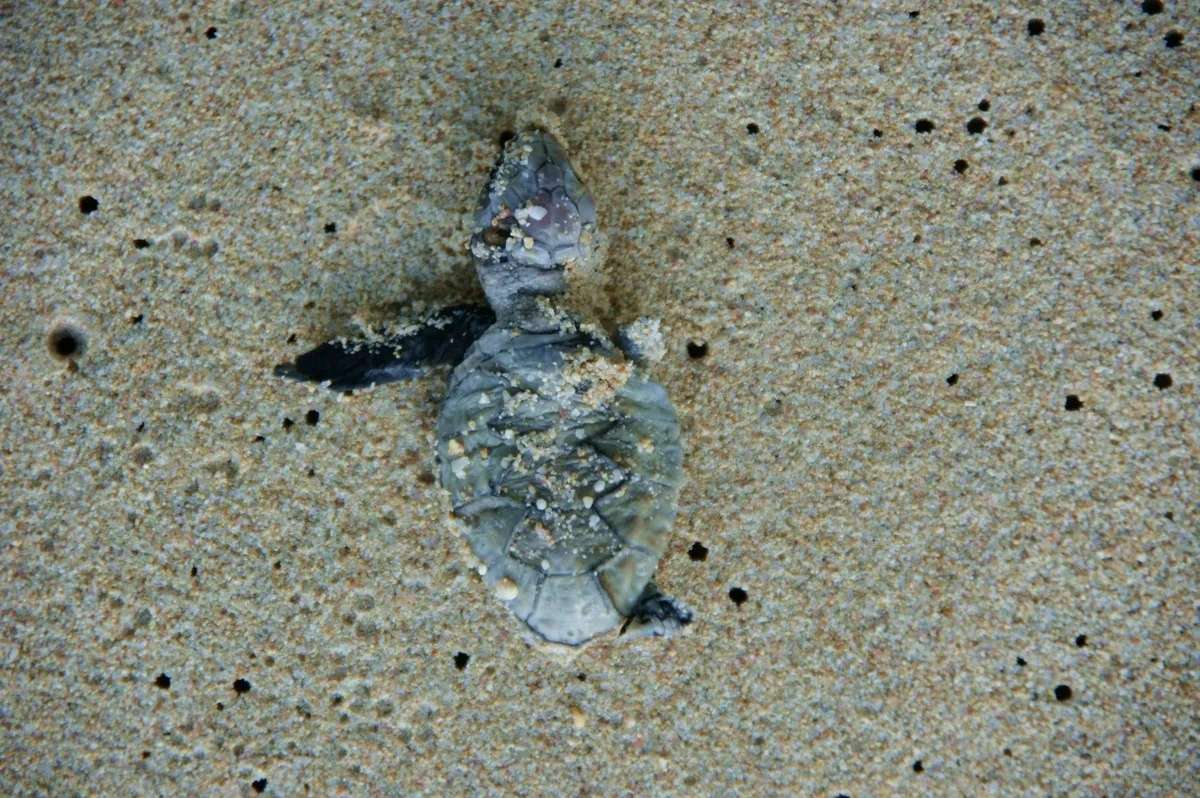 Meeresschildkröte Turtle Beach