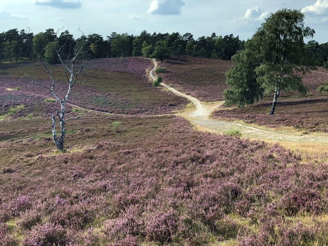 Brunsberglauf Buchholz, Foto: Veranstalter Brunsberglauf Buchholz, Foto: Veranstalter