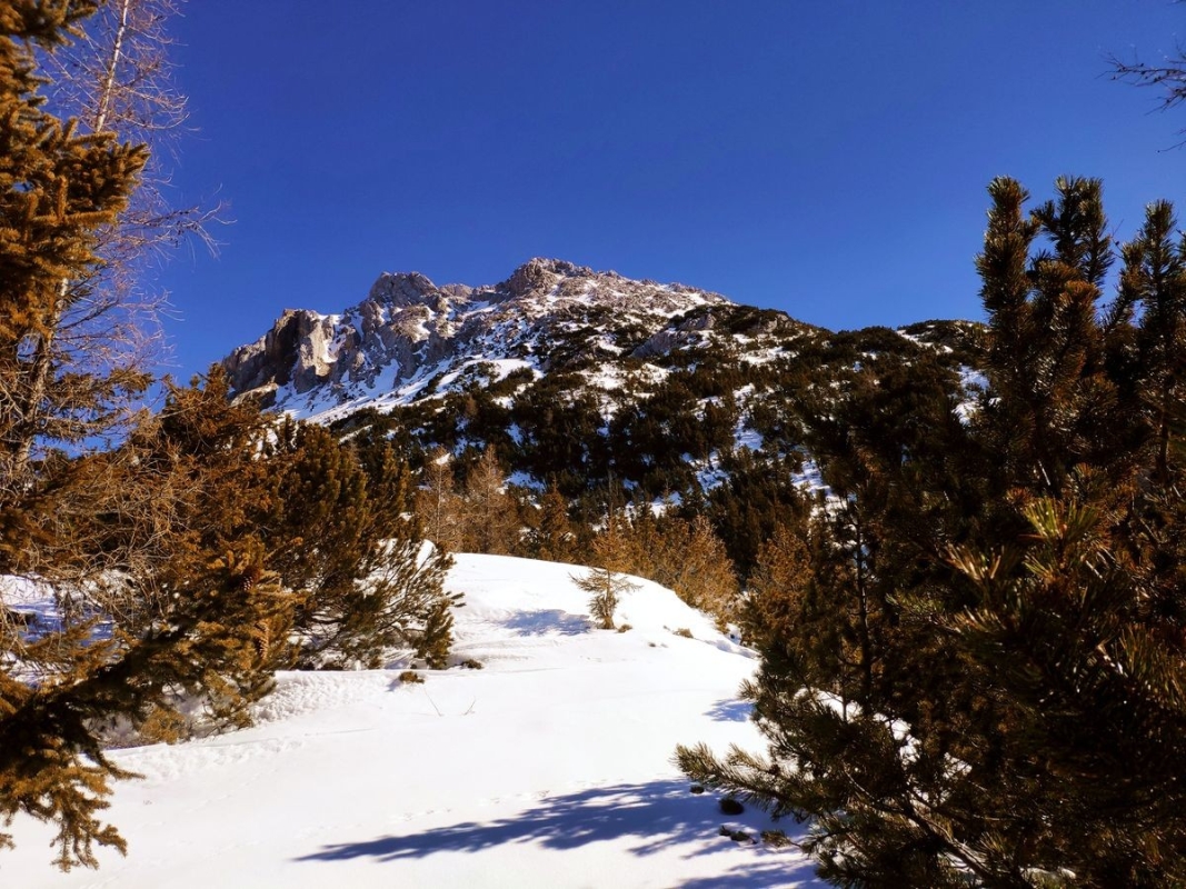 Wannig 20: Blick Richtung Gipfel. Meine Hoffnungen, dass der weiche, tiefe Schnee durch den Wald bald zu Ende ist, erfüllen sich nicht. Es bleibt weiterhin ein Krafttraining für die Beine. Wannig 20: Blick Richtung Gipfel. Meine Hoffnungen, dass der weiche, tiefe Schnee durch den Wald bald zu Ende ist, erfüllen sich nicht. Es bleibt weiterhin ein Krafttraining für die Beine.