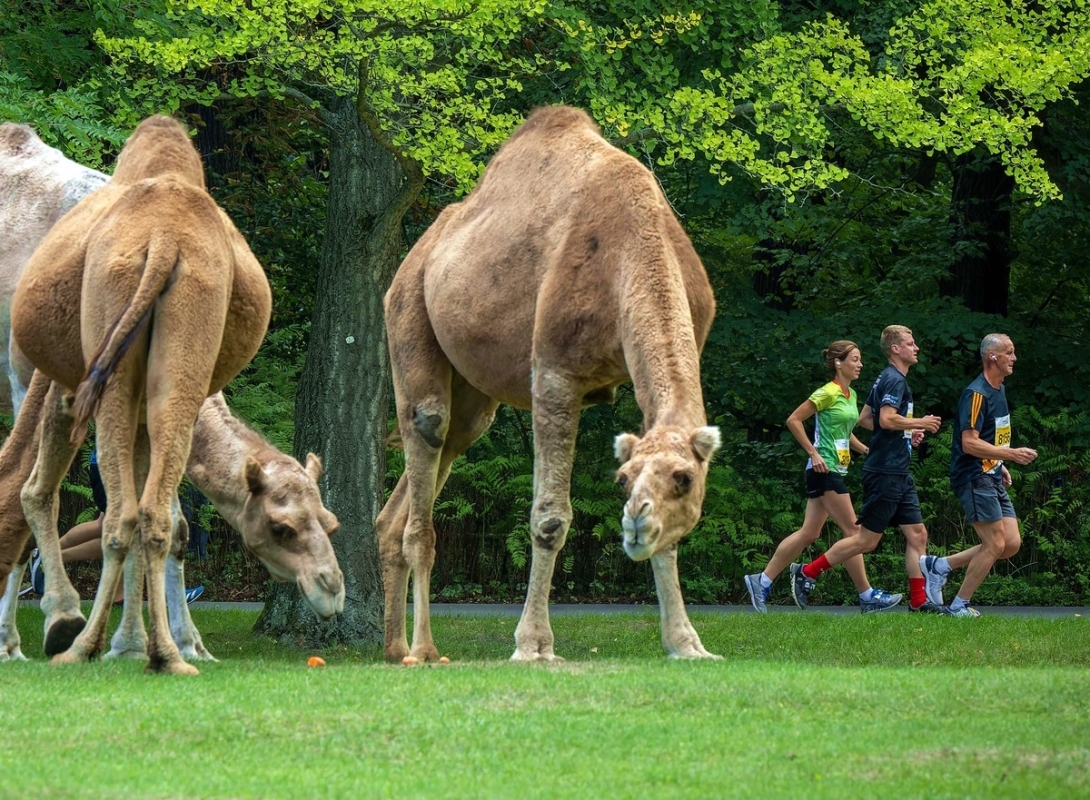 Tierparklauf Berlin 2022, Foto: camera4 / Berlin Läuft Tierparklauf Berlin 2022, Foto: camera4 / Berlin Läuft