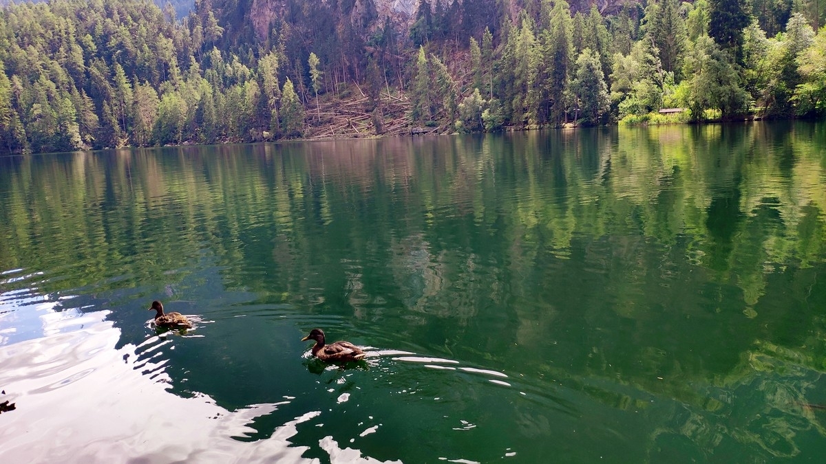 Der Piburger See ist dank angehmer Wassertemperaturen sehr gut zum Schwimmen geeignet. Der Piburger See ist dank angehmer Wassertemperaturen sehr gut zum Schwimmen geeignet.