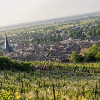 Läufer, Weinberge und ein elsässisches Dorf auf dem 50K (Trail des Cèltes 2025)