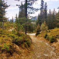Rundtour Seckauer Alpen 49: Forststraße queren und weiter dem verwilderten Pfad folgen