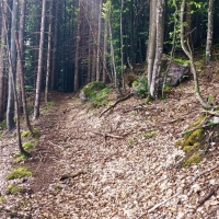 Birnhorn 06: Weiterweg durch den Wald