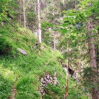 Birnhorn 04: Rund 400 Höhenmeter geht es nun auf einem Waldweg zügig bergauf