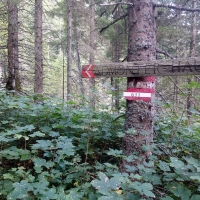 Bergtour-Hexenturm-Bild-7: Die Route ist nicht zu übersehen, auch wenn es durch den dichten Wald geht