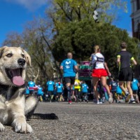 Ergebnisse Madrid Halbmarathon 2021