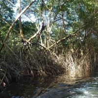 Trinidad and Tobago Mangrovenwald (2)